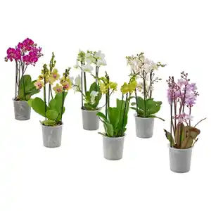 PHALAENOPSIS Pflanze, Multiflora, 12 cm