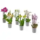Bild 1 von PHALAENOPSIS Pflanze, Multiflora, 12 cm