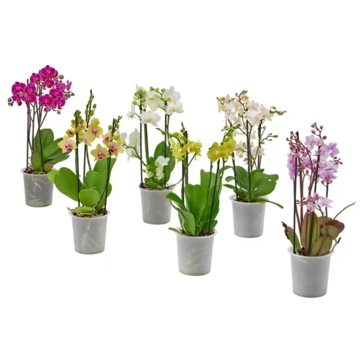 Bild 1 von PHALAENOPSIS Pflanze, Multiflora, 12 cm