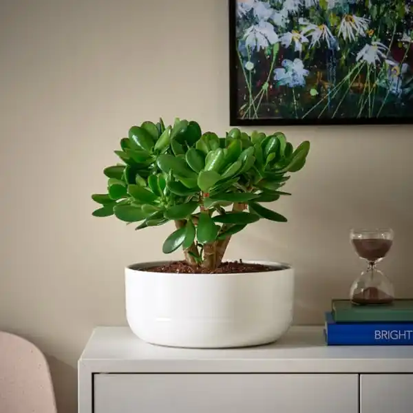 Bild 2 von CRASSULA OVATA Pflanze mit Übertopf, Geldbaum/versch. Farben, 22 cm