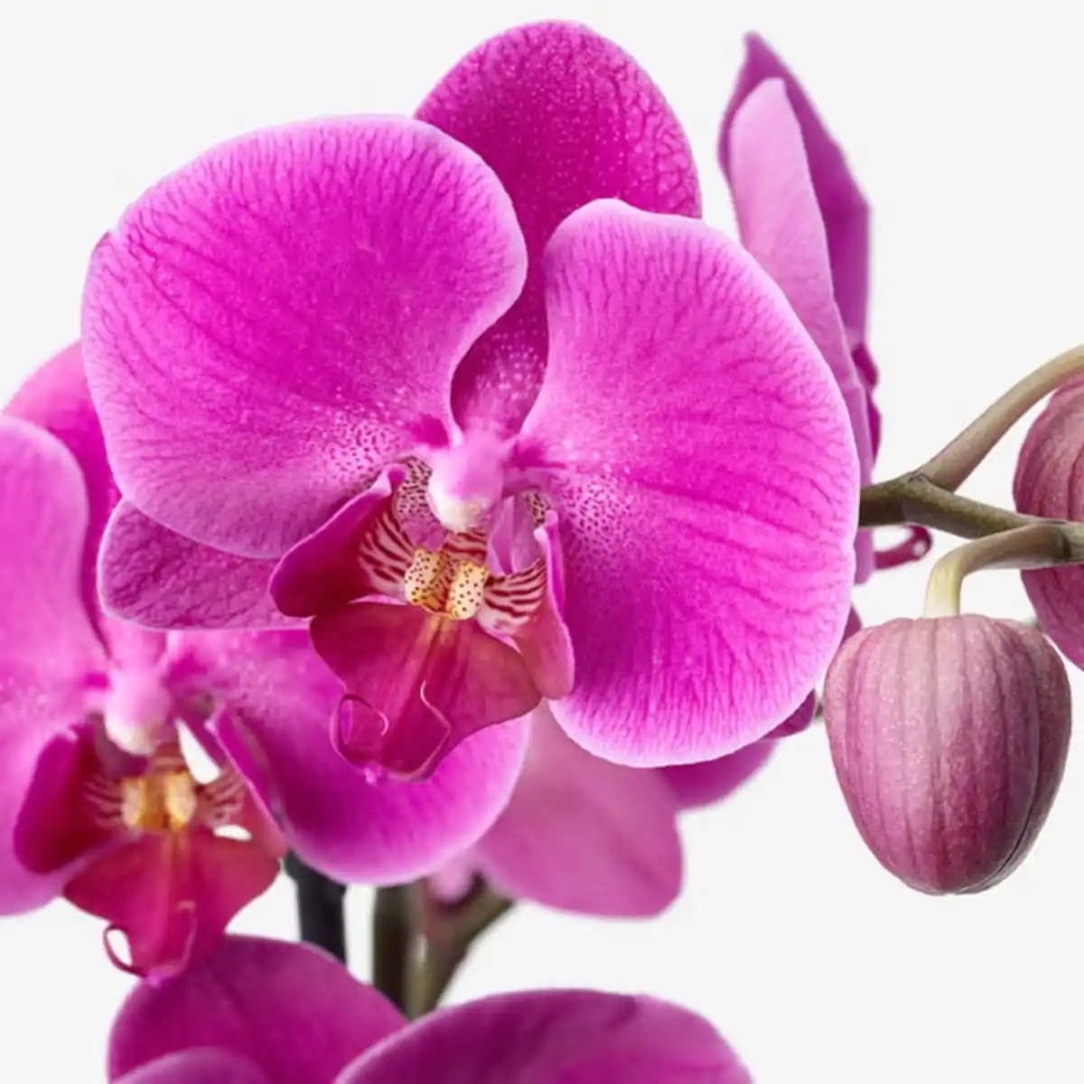 Bild 3 von PHALAENOPSIS Pflanze, Orchidee/'Cascade" 1 Stängel, 12 cm