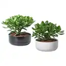 Bild 1 von CRASSULA OVATA Pflanze mit Übertopf, Geldbaum/versch. Farben, 22 cm