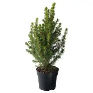 PICEA GLAUCA CONICA Pflanze, Zuckerhutfichte, 15 cm