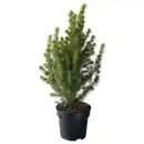 Bild 1 von PICEA GLAUCA CONICA Pflanze, Zuckerhutfichte, 15 cm