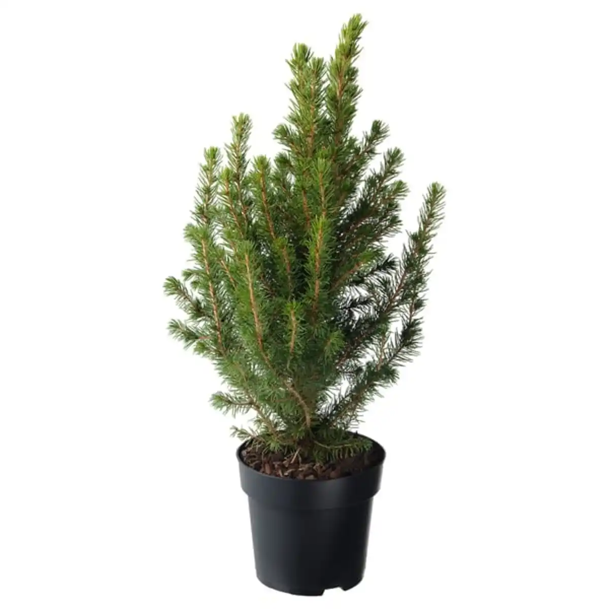 Bild 1 von PICEA GLAUCA CONICA Pflanze, Zuckerhutfichte, 15 cm