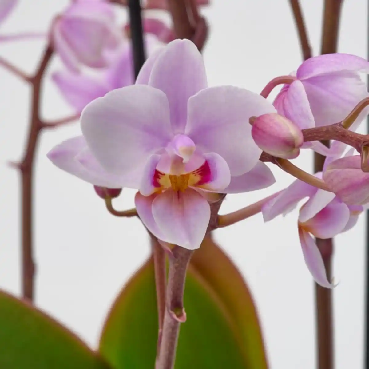 Bild 4 von PHALAENOPSIS Pflanze, Multiflora, 12 cm