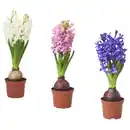 Bild 1 von HYACINTHUS Topfpflanze, 1 Zwiebel, Hyazinthe versch. Farben, 8 cm