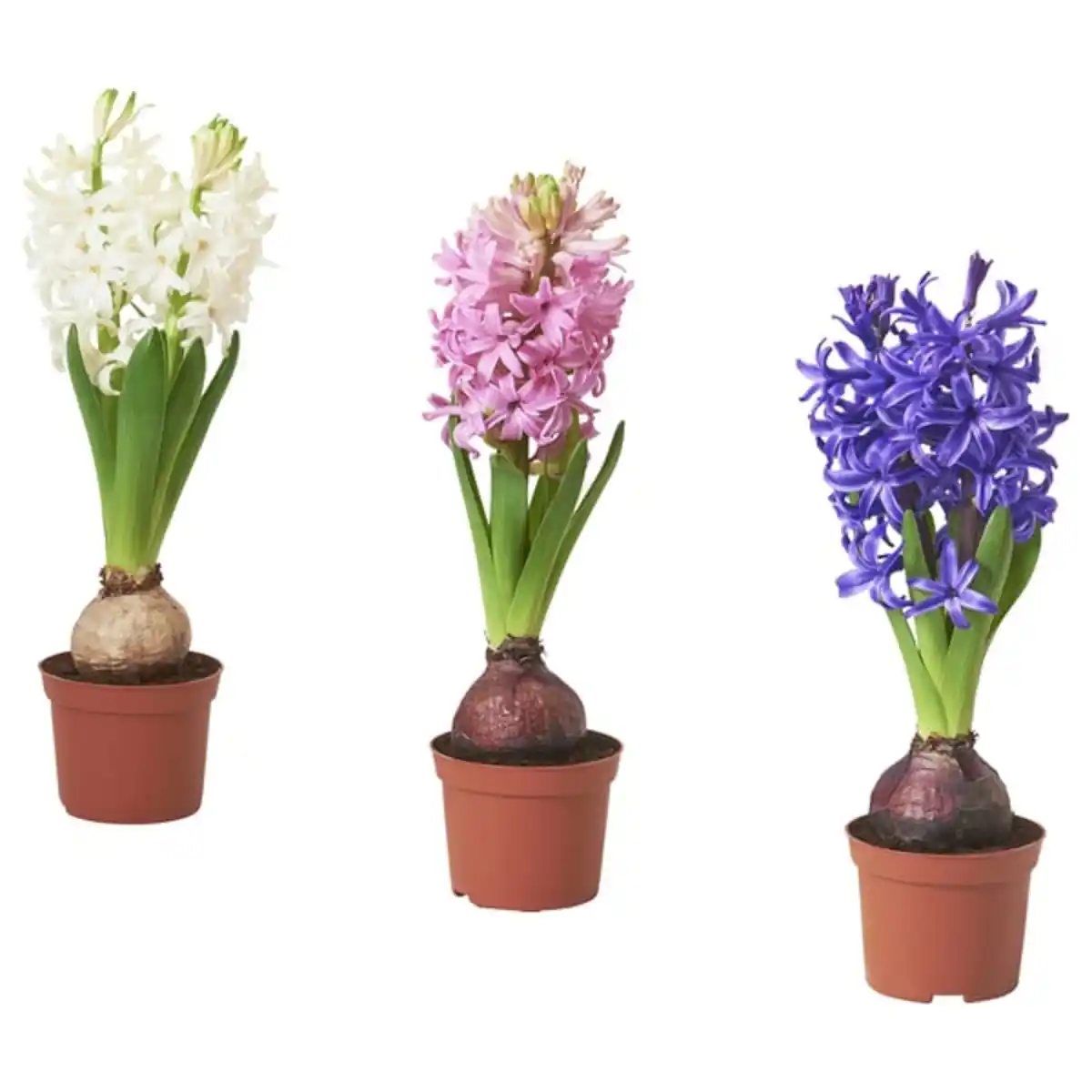 Bild 1 von HYACINTHUS Topfpflanze, 1 Zwiebel, Hyazinthe versch. Farben, 8 cm