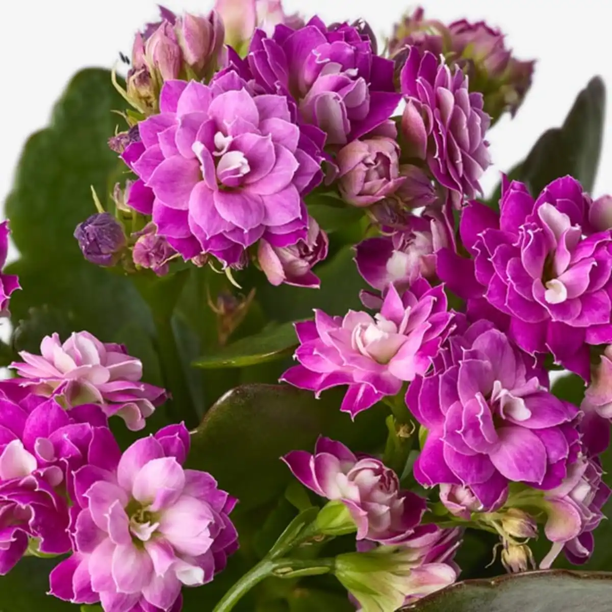 Bild 4 von KALANCHOE Pflanze, Flamm. Käthchen, gefüllt versch. Farben, 6 cm