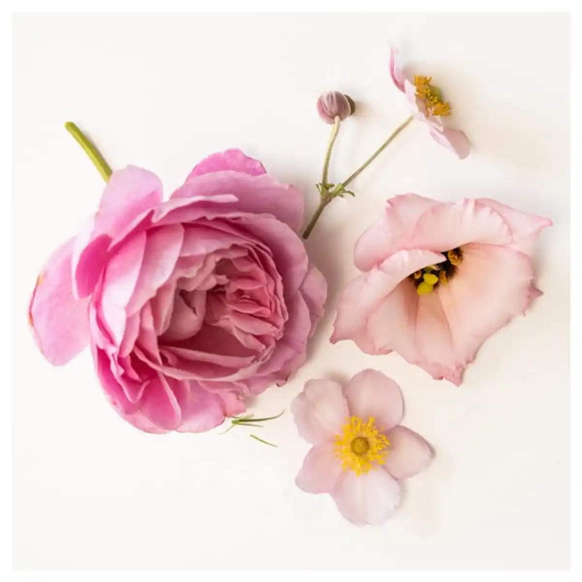 Bild 4 von KRONSÅNGARE Duftkerze im Glas, 2 Dochte, rosa Blüten/Punkte rosa, 50 Std.