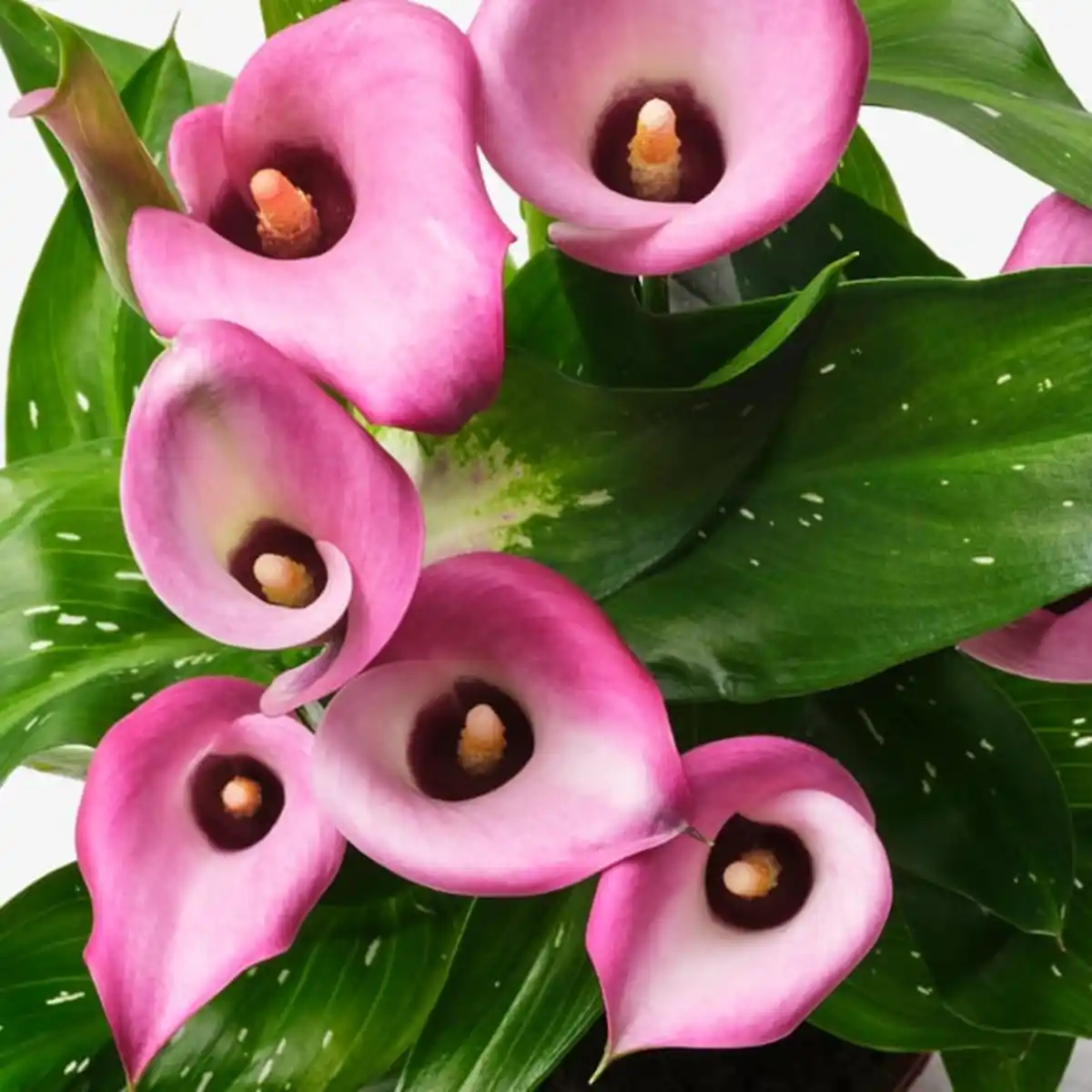 Bild 4 von ZANTEDESCHIA Pflanze, Calla versch. Arten, 14 cm
