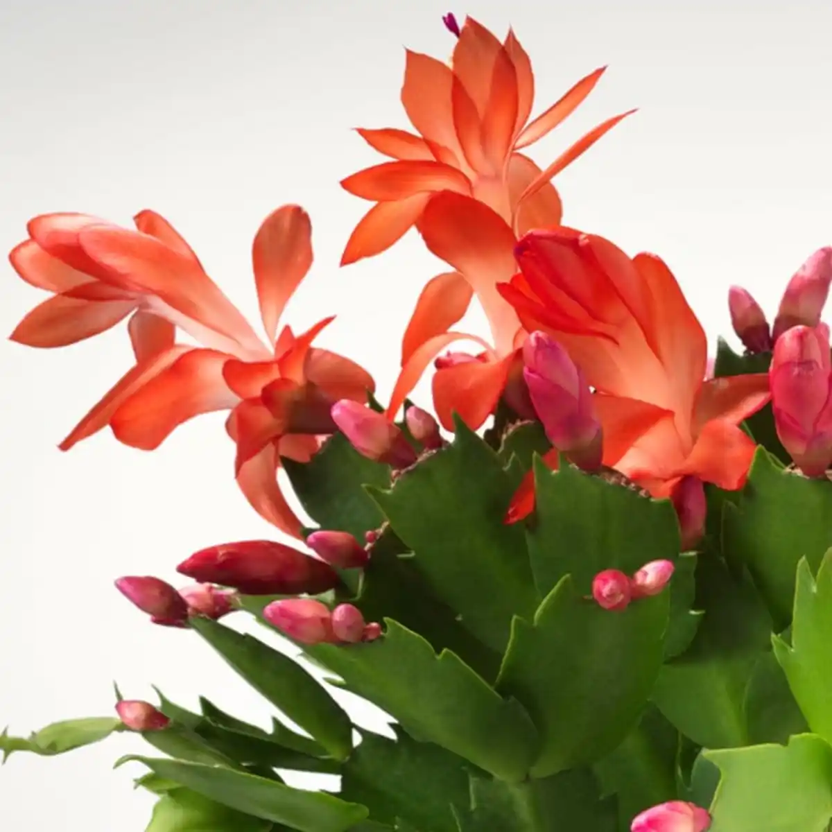Bild 4 von SCHLUMBERGERA Pflanze, Weihnachtskaktus, 12 cm