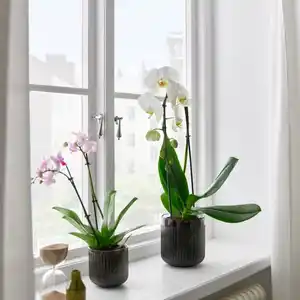 PHALAENOPSIS Pflanze, Orchidee/'Cascade" 1 Stängel, 12 cm