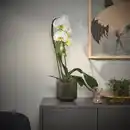 Bild 2 von PHALAENOPSIS Pflanze, Orchidee/'Cascade" 1 Stängel, 12 cm