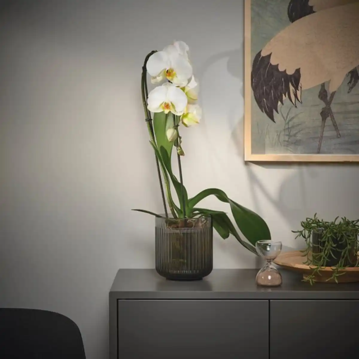 Bild 2 von PHALAENOPSIS Pflanze, Orchidee/'Cascade" 1 Stängel, 12 cm