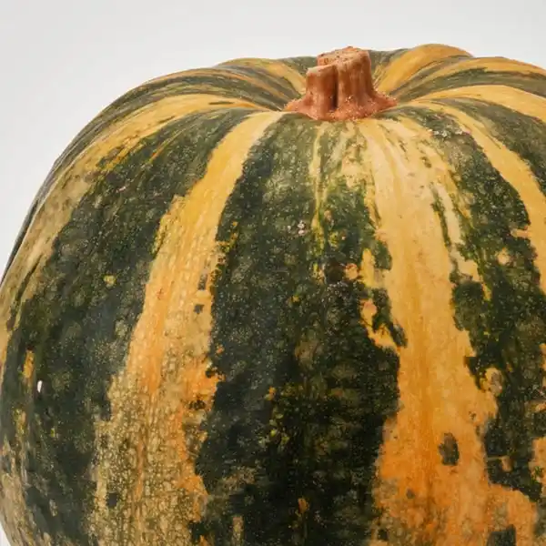 Bild 2 von CUCURBITA Zierkürbis, 20 cm
