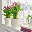 Bild 2 von ZANTEDESCHIA Pflanze, Calla versch. Arten, 14 cm