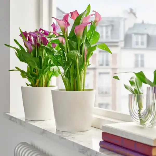 Bild 2 von ZANTEDESCHIA Pflanze, Calla versch. Arten, 14 cm
