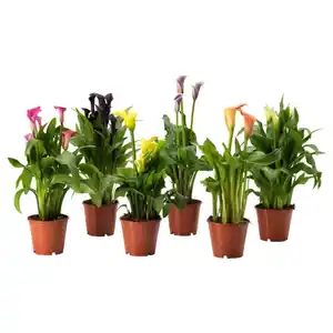 ZANTEDESCHIA Pflanze, Calla versch. Arten, 14 cm