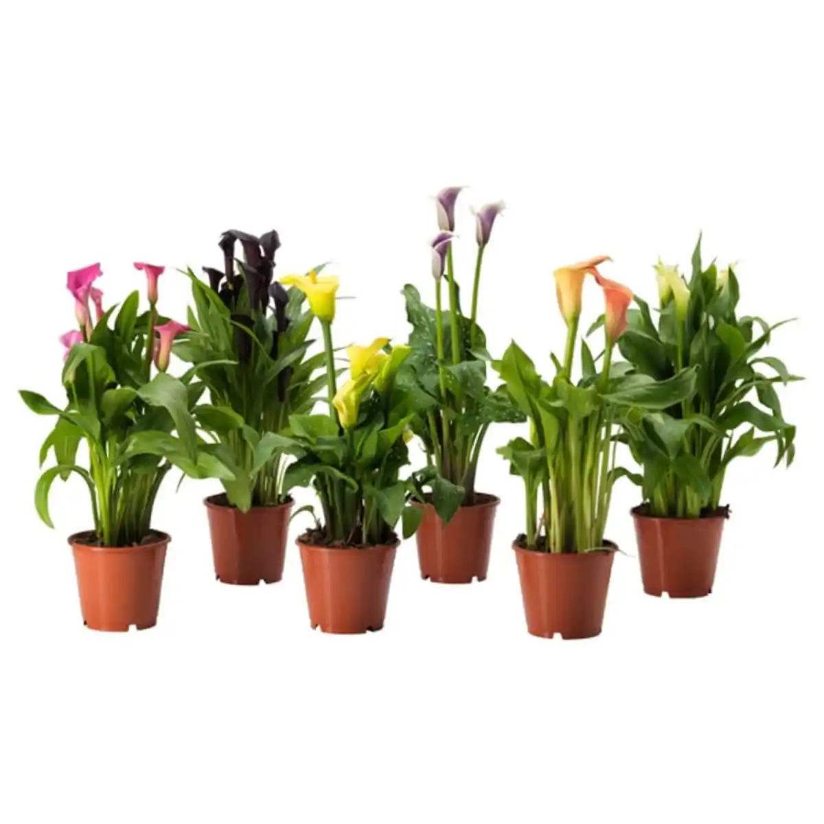 Bild 1 von ZANTEDESCHIA Pflanze, Calla versch. Arten, 14 cm