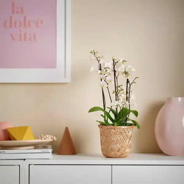 Bild 3 von PHALAENOPSIS Pflanze, Multiflora, 12 cm
