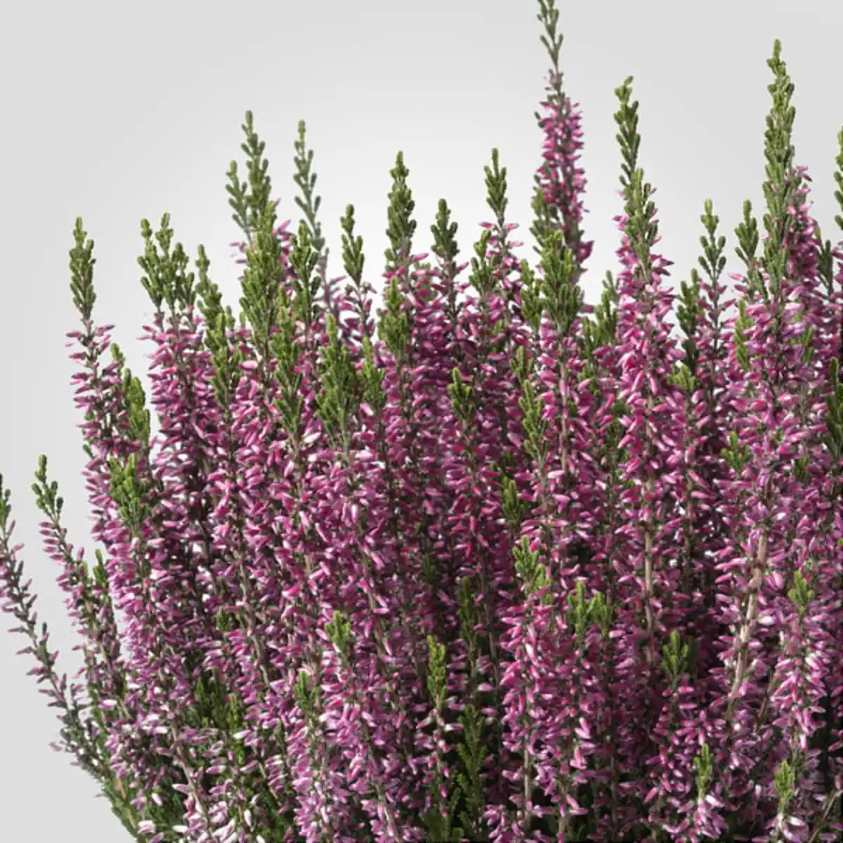 Bild 4 von CALLUNA Pflanze, Heidekraut/versch. Farben, 13 cm
