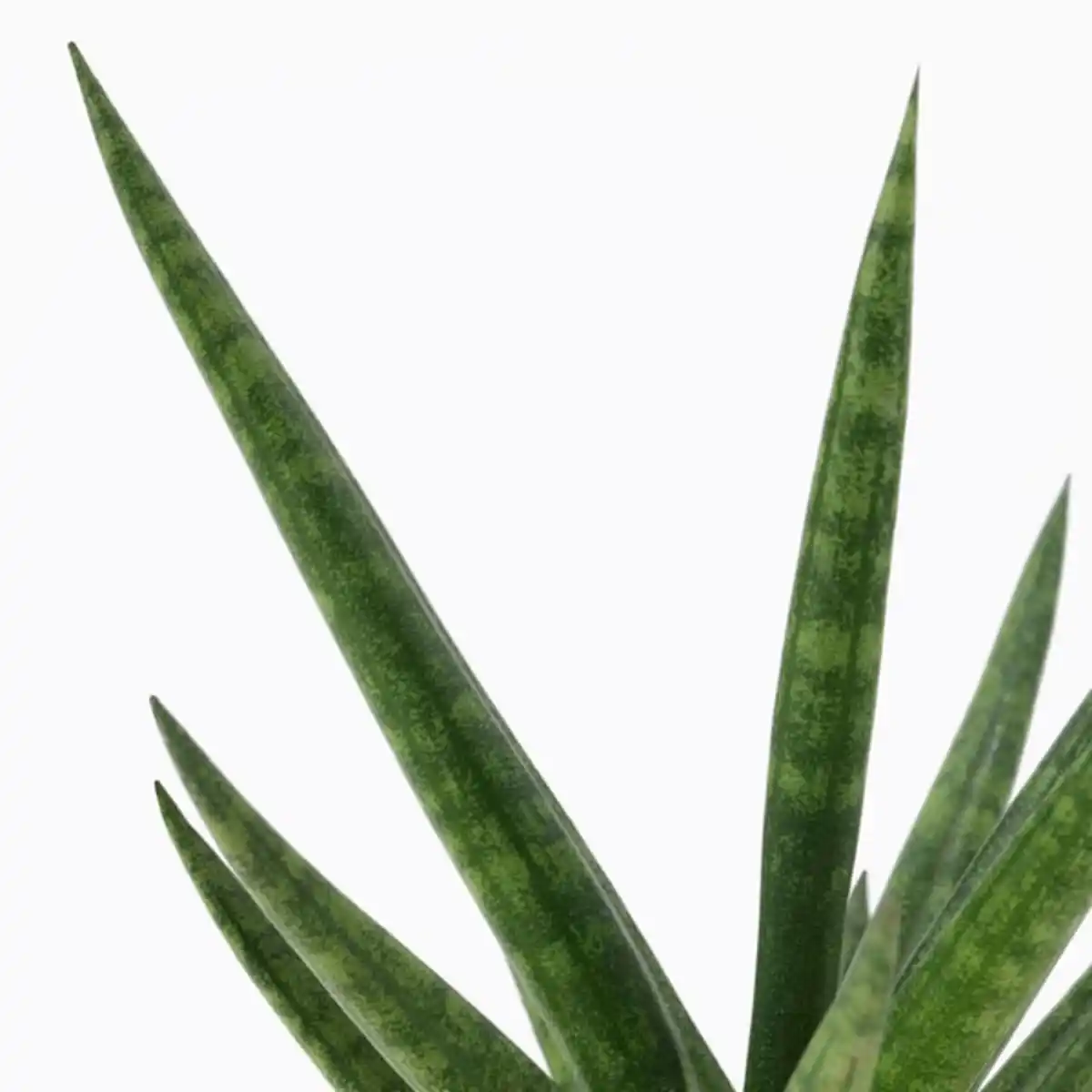 Bild 4 von SANSEVIERIA Pflanze mit Übertopf, Bogenhanf versch. Farben, 6 cm