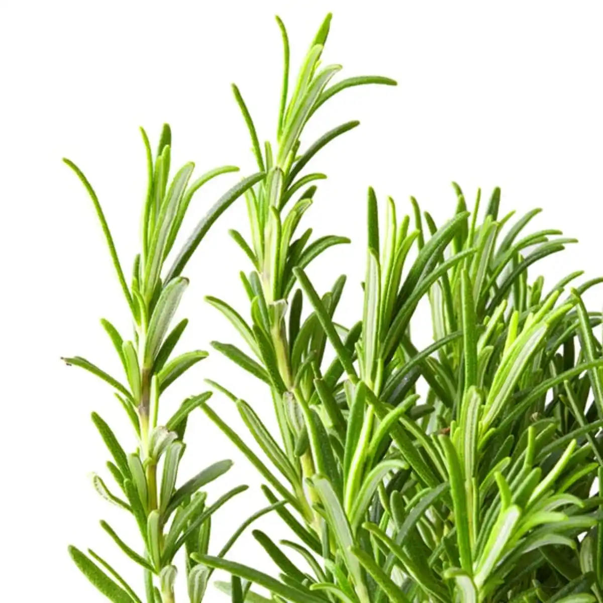 Bild 4 von ROSMARINUS OFFICINALIS Topfpflanze, Rosmarin, 14 cm