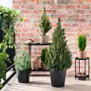 Bild 2 von PICEA GLAUCA CONICA Pflanze, Zuckerhutfichte, 23 cm