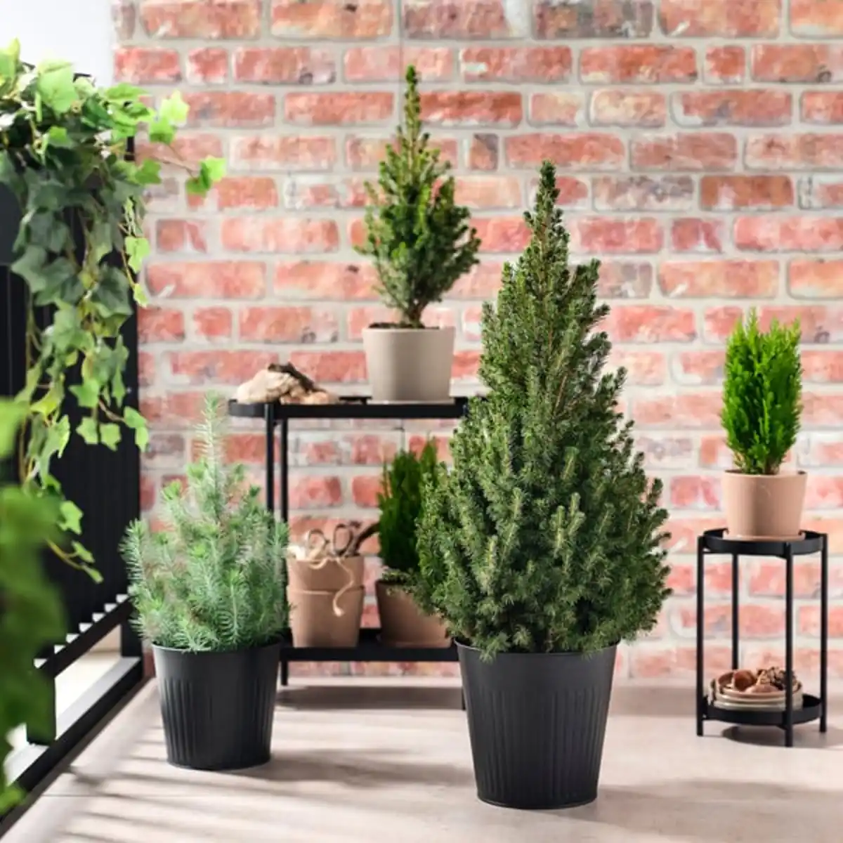 Bild 2 von PICEA GLAUCA CONICA Pflanze, Zuckerhutfichte, 23 cm
