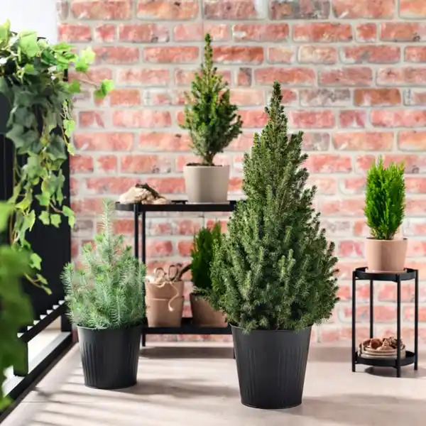 Bild 2 von PICEA GLAUCA CONICA Pflanze, Zuckerhutfichte, 23 cm