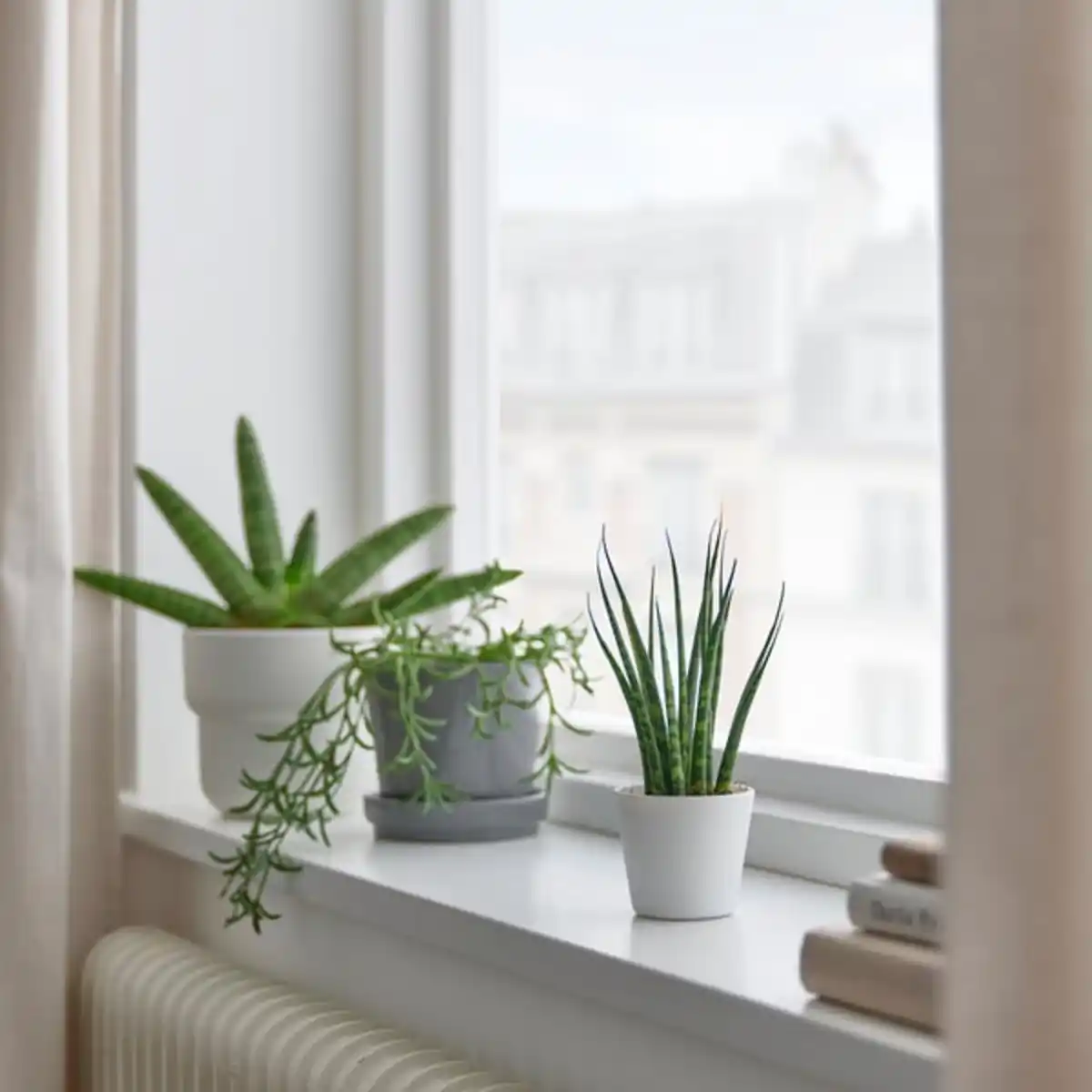 Bild 2 von SANSEVIERIA Pflanze mit Übertopf, Bogenhanf versch. Farben, 6 cm