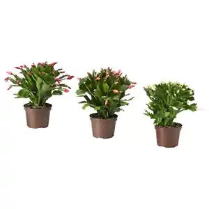 SCHLUMBERGERA Pflanze, Weihnachtskaktus, 12 cm