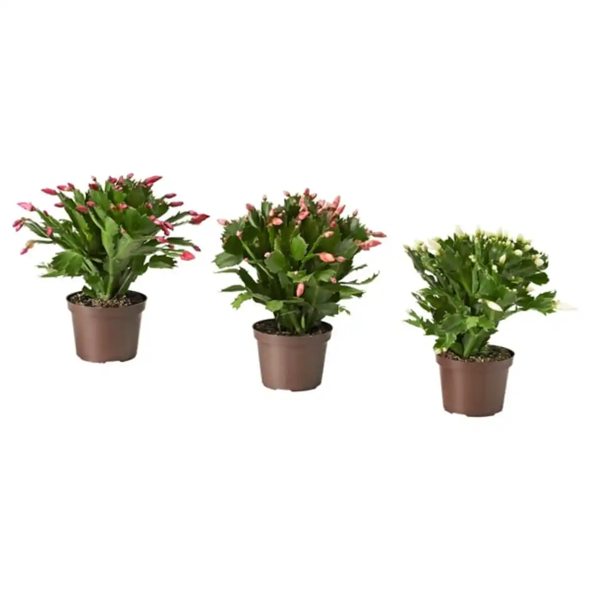 Bild 1 von SCHLUMBERGERA Pflanze, Weihnachtskaktus, 12 cm