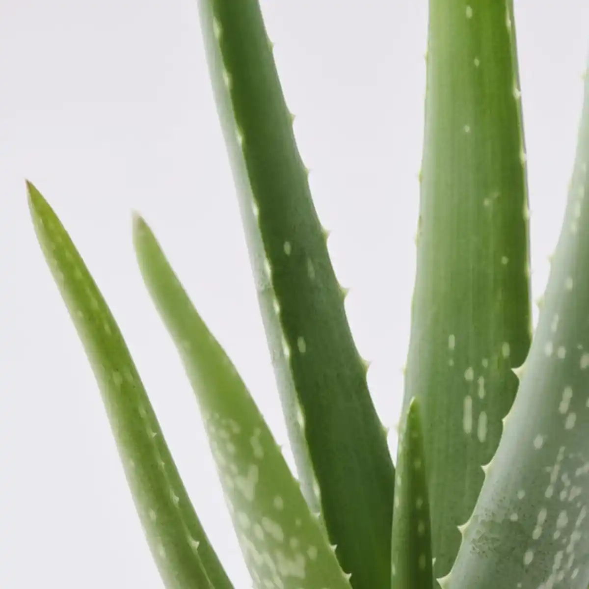 Bild 4 von ALOE VERA Pflanze, Aloe Vera, 12 cm