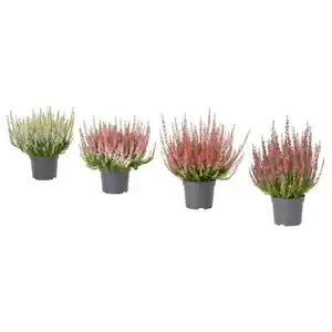 CALLUNA Pflanze, Heidekraut/versch. Farben, 13 cm