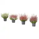 Bild 1 von CALLUNA Pflanze, Heidekraut/versch. Farben, 13 cm