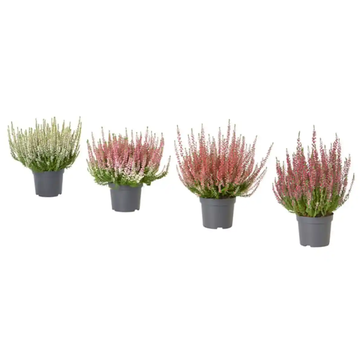 Bild 1 von CALLUNA Pflanze, Heidekraut/versch. Farben, 13 cm