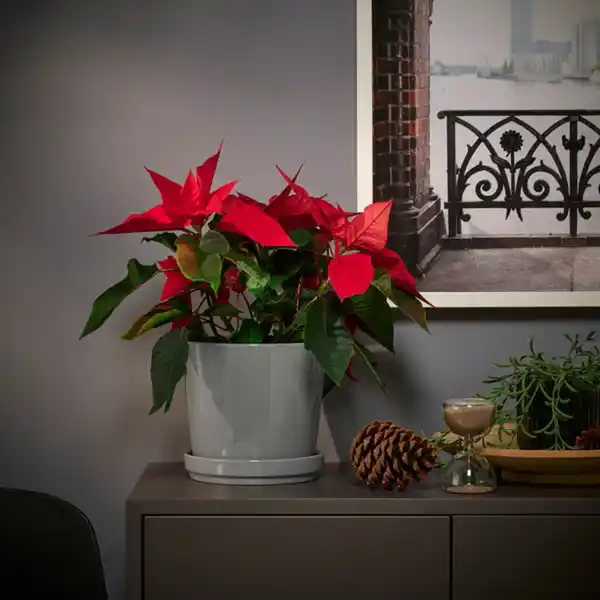 Bild 2 von POINSETTIA Pflanze, Weihnachtsstern, 13 cm