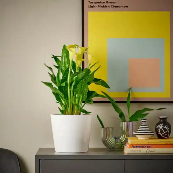 Bild 3 von ZANTEDESCHIA Pflanze, Calla versch. Arten, 14 cm