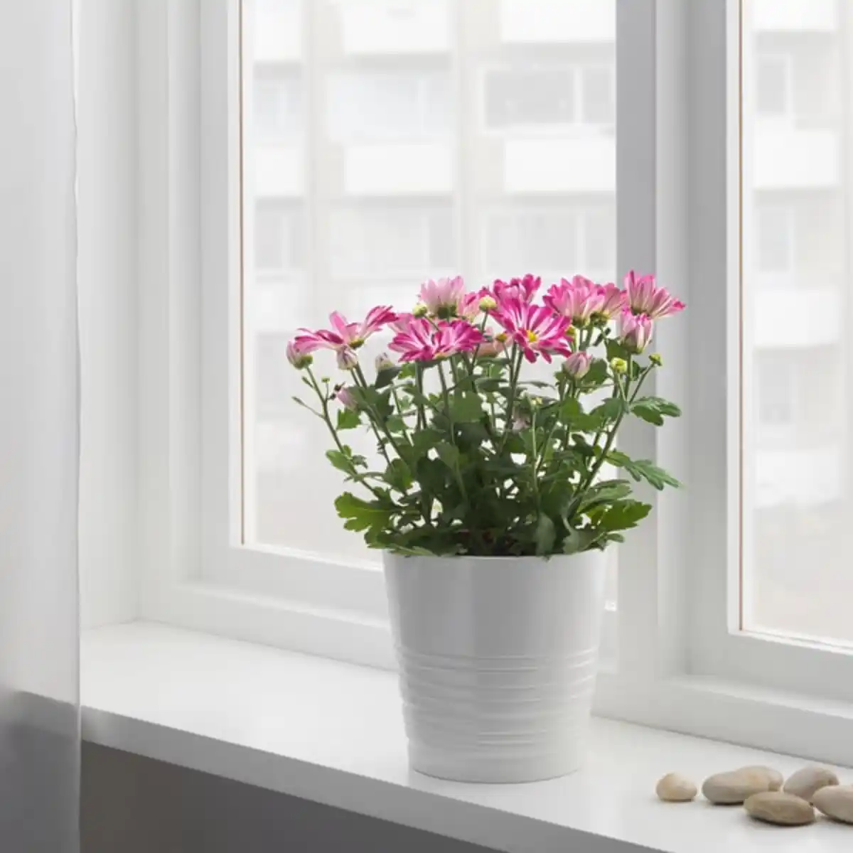 Bild 4 von CHRYSANTHEMUM Pflanze, Chrysantheme versch. Farben, 15 cm