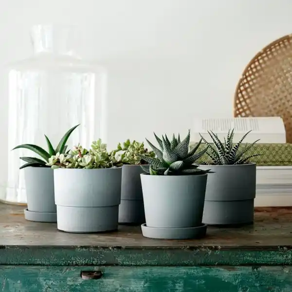 Bild 3 von SUCCULENT Pflanze, versch. Arten/Sukkulente, 9 cm