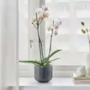 Bild 2 von PHALAENOPSIS Pflanze, Orchidee/2 Stängel, 12 cm