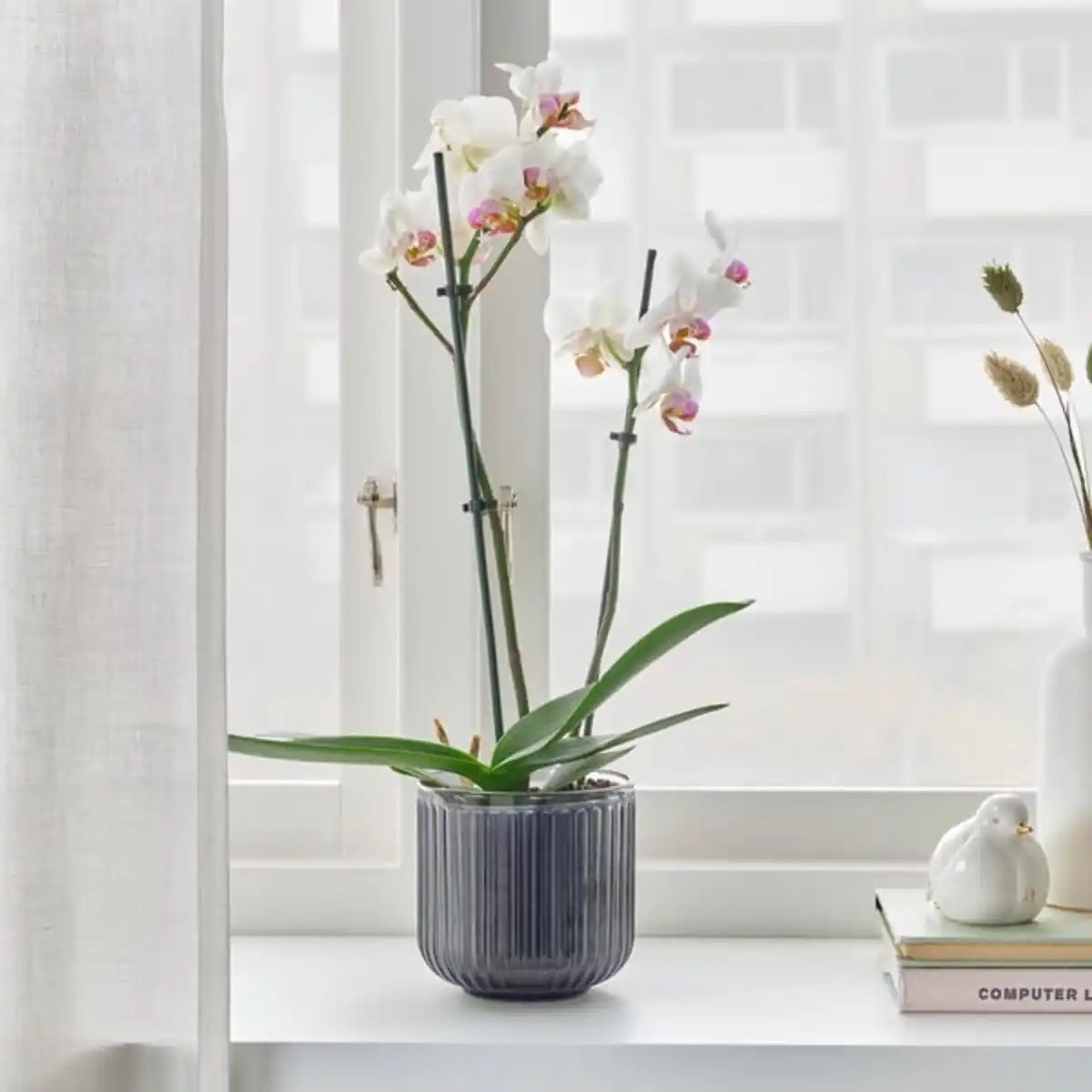 Bild 2 von PHALAENOPSIS Pflanze, Orchidee/2 Stängel, 12 cm