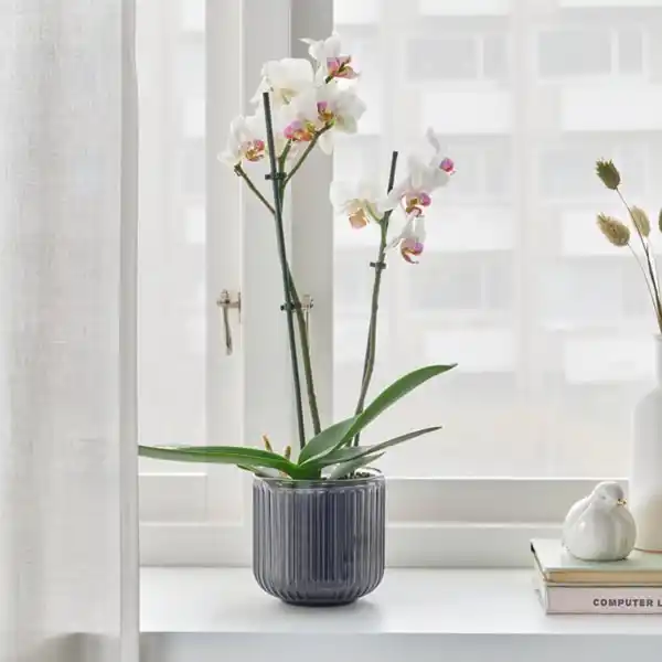 Bild 2 von PHALAENOPSIS Pflanze, Orchidee/2 Stängel, 12 cm