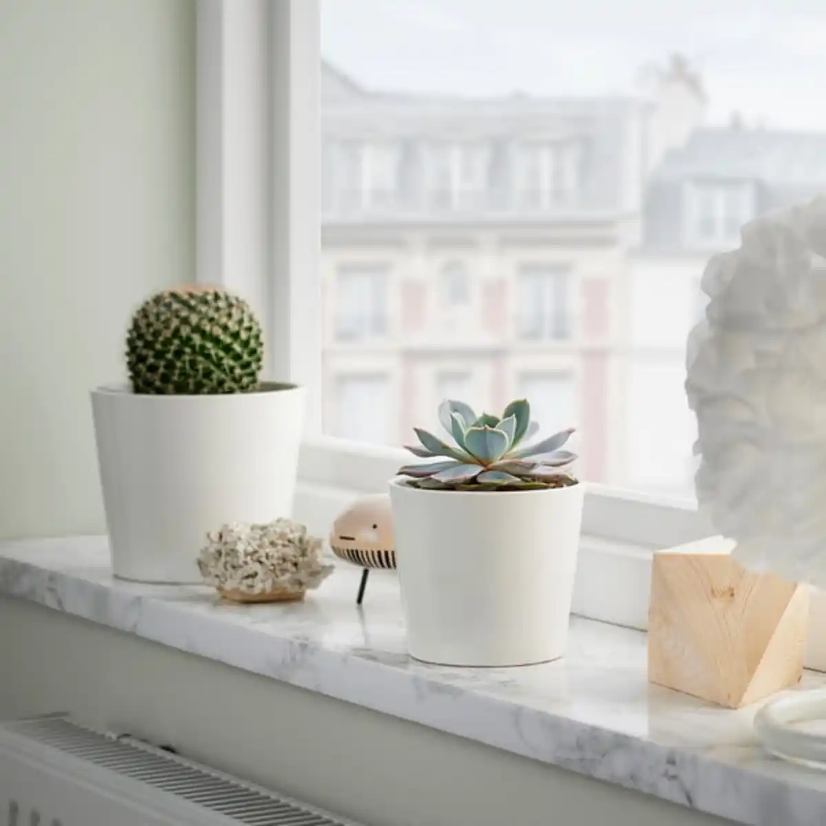 Bild 2 von SUCCULENT Pflanze, versch. Arten/Sukkulente, 9 cm