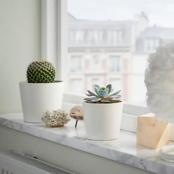 Bild 2 von SUCCULENT Pflanze, versch. Arten/Sukkulente, 9 cm