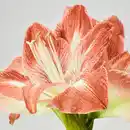 Bild 3 von HIPPEASTRUM Pflanze, Amaryllis/2 Blüten versch. Farben, 13 cm