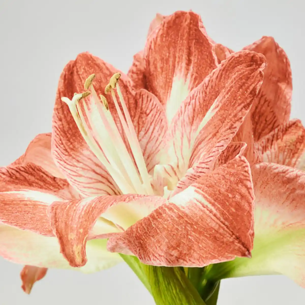 Bild 3 von HIPPEASTRUM Pflanze, Amaryllis/2 Blüten versch. Farben, 13 cm