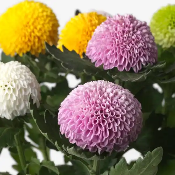 Bild 2 von CHRYSANTHEMUM Pflanze, Chrysantheme, 14 cm